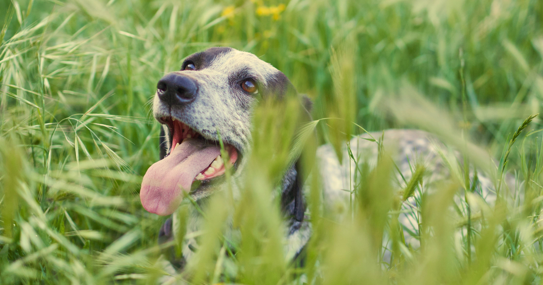 Cães Urbanos vs. Cães na Natureza: O Impacto do Cuidado Natural no Bem-Estar