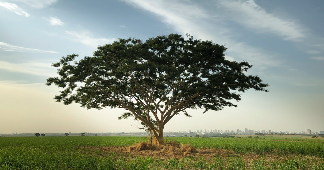 Ho Wood: O Óleo Essencial que Une Sustentabilidade e Alta Concentração de Linalol